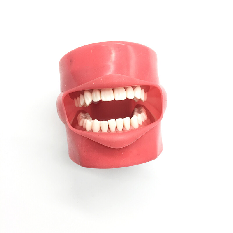 Teeth Model Silicone Mask with 28pcs Screw Fixed Teeth for Phantom Head Model