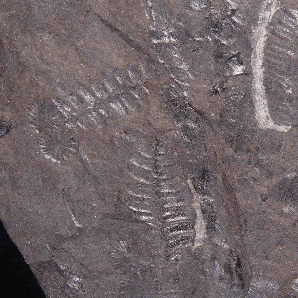FERN FOSSIL - Carboniferous - Leon - SPAIN 20C2