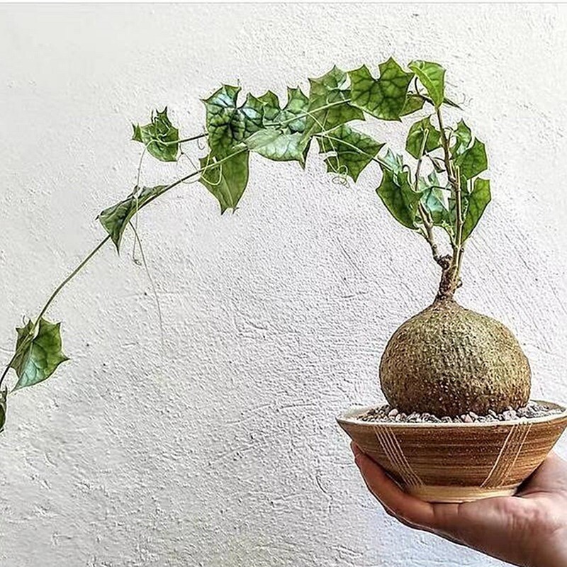 Succulents Live Plants - Gerrardanthus Macrorhizus