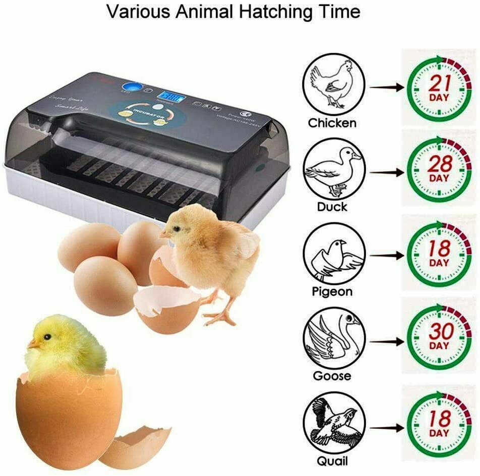 12 Egg Incubator for Hatching Eggs w/Automatic Egg Turning Temperature Control