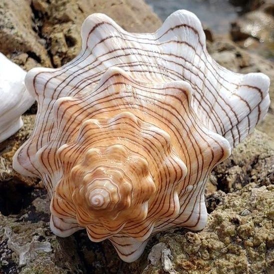 18cm Natural Red Spindle Conch Shell Large Sea Shell Aquarium Decor Display