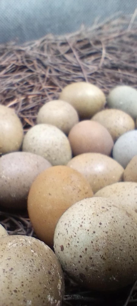 Button Quail Eggs. 2 Dozen Plus 1 Dozen Free NPIP/AI Clean