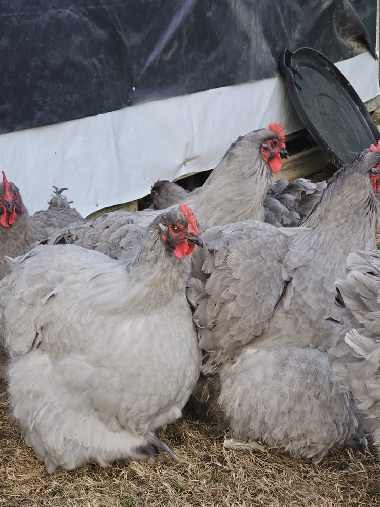 8+ English Lavender Orpington Hatching Eggs