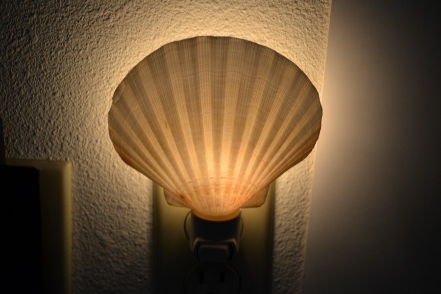 DEEP WHITE IRISH SCALLOP SEA SHELL NIGHTLIGHT