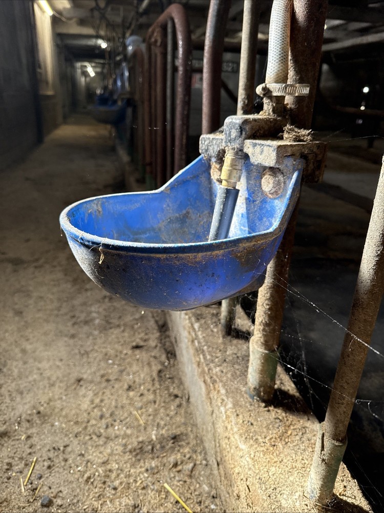 Dairy Cow Drinking Cup For Stall Barn