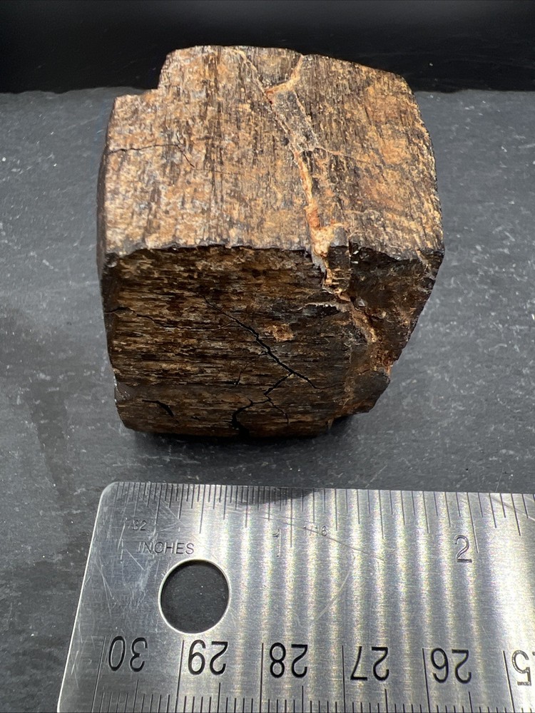 232g Petrified Wood Block Stone