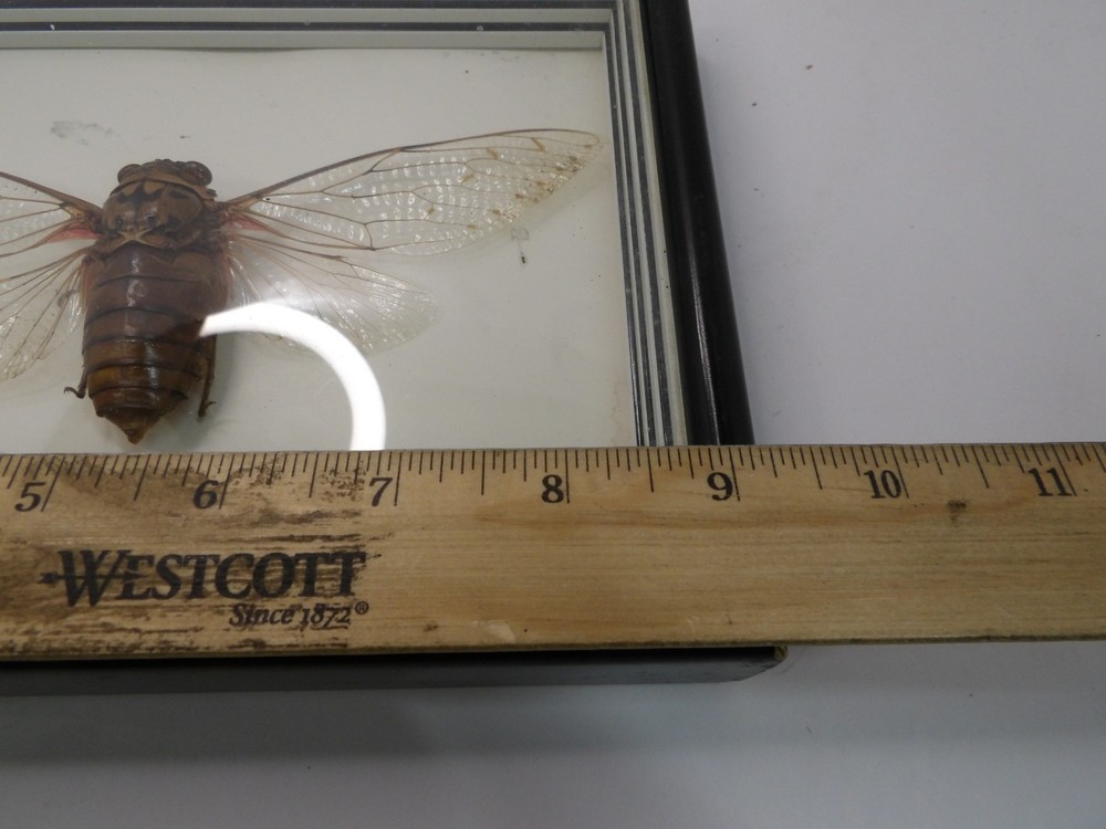 Shadow Box Frame Display Giant Cicada Real Specimen wall Mount Insect Winged