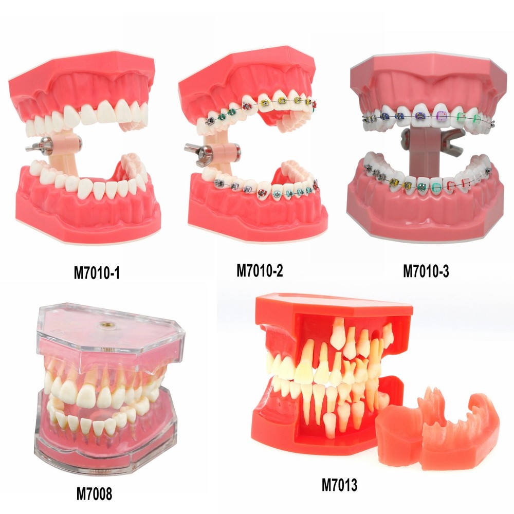 Dental Multi Typodont Teeth Model for Implant Pathological Restoration Practice