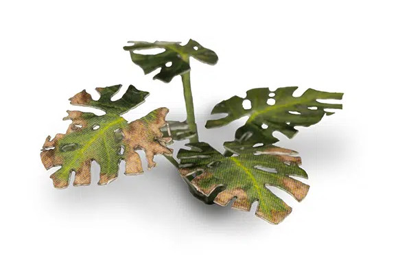 Gamers Grass: Laser Plants - Monstera