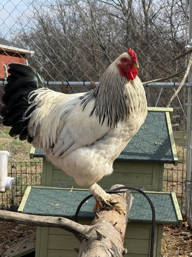 Brahma chicken hatching eggs (10 +2)