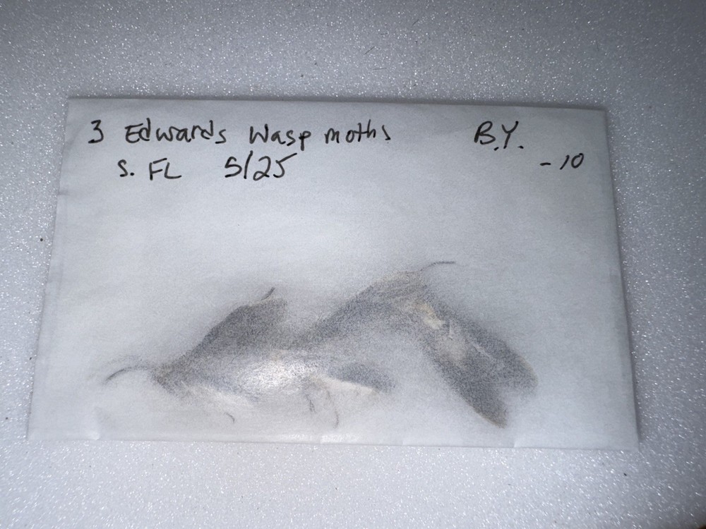BY 3 Edwards Wasp Moths - Florida