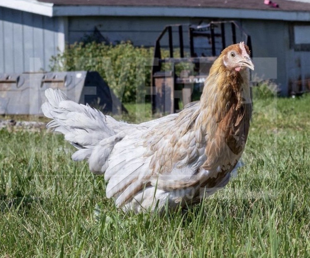 Blue (BBS) Partridge Leghorn Hatching Eggs 6+