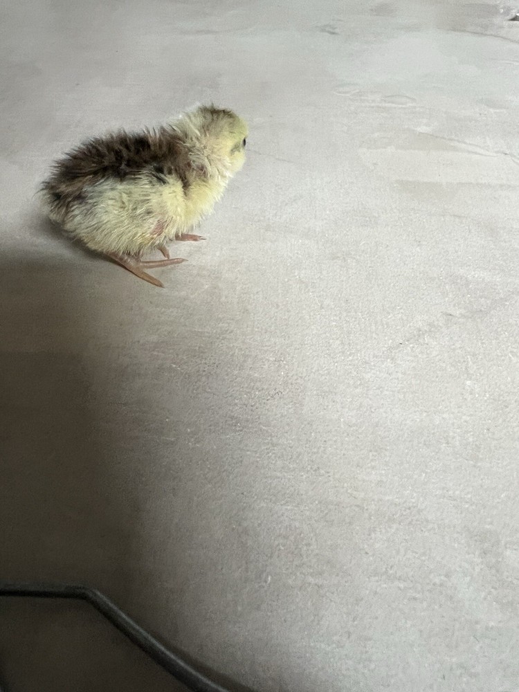 12+ Tuxedo Coturnix Hatching Eggs By Buddy’s Hatchery