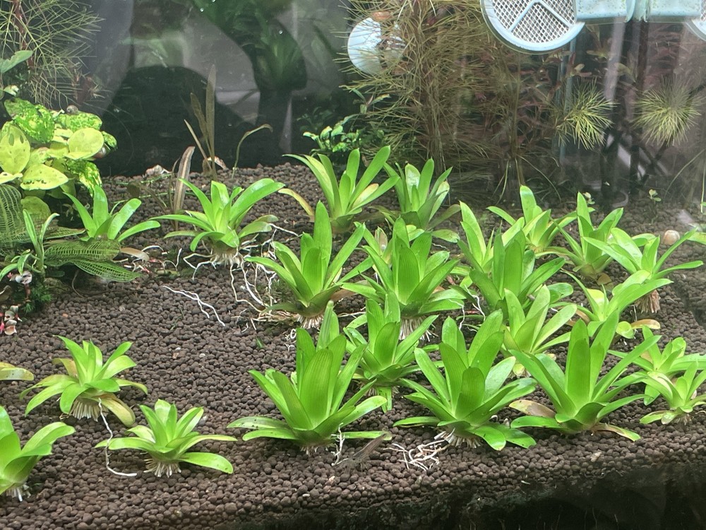 Eriocaulon Cuspidatum x1 Submersed Plant