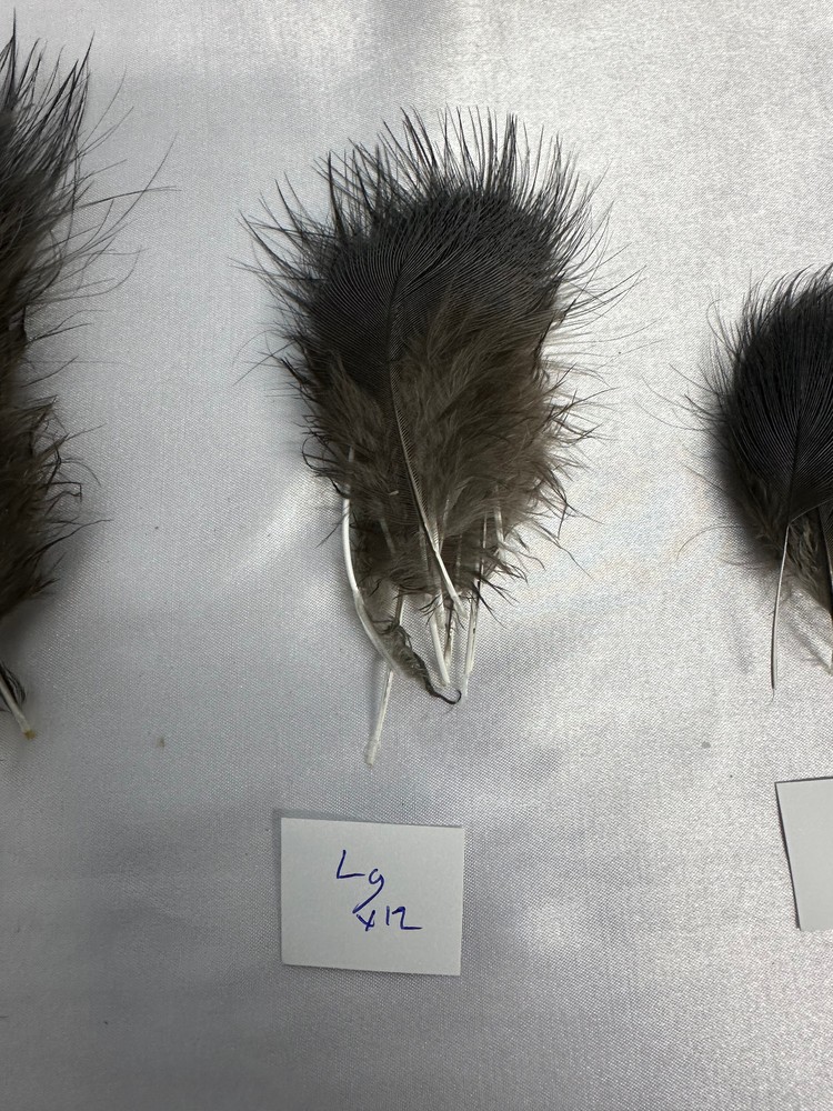 Blue Eared Pheasant Hackles