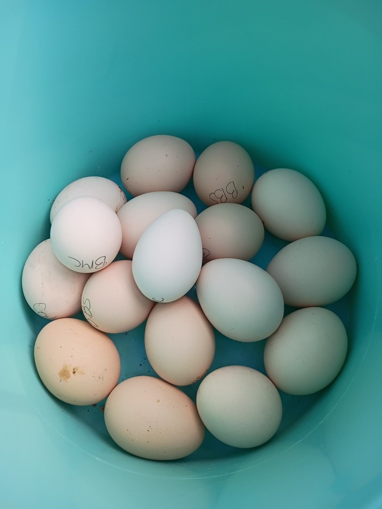 Bantam Cochin Hatching Eggs 12 ++ Assorted Colors NPIP