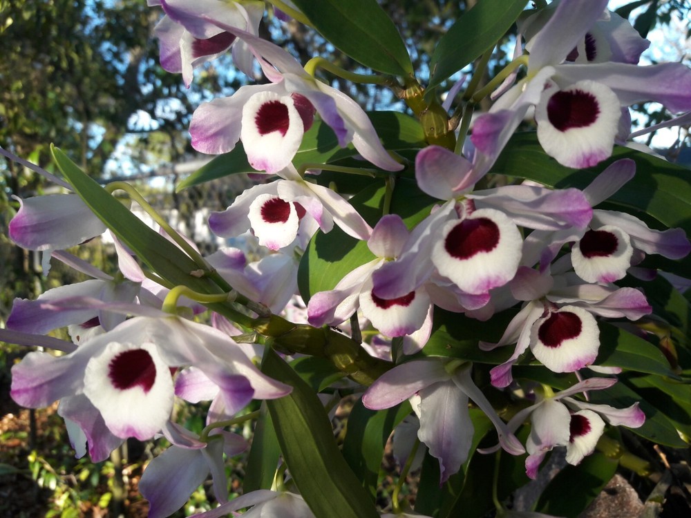 Dendrobium Nobile Orchid Keikis