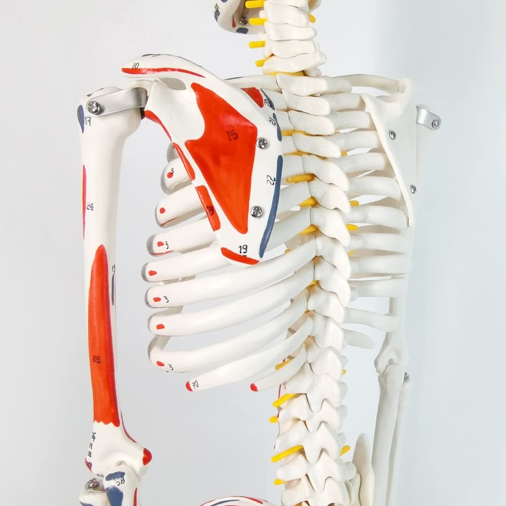 Half Life Size Painted and Numbered Human Skeleton Model, 35" Anatomical Repl...