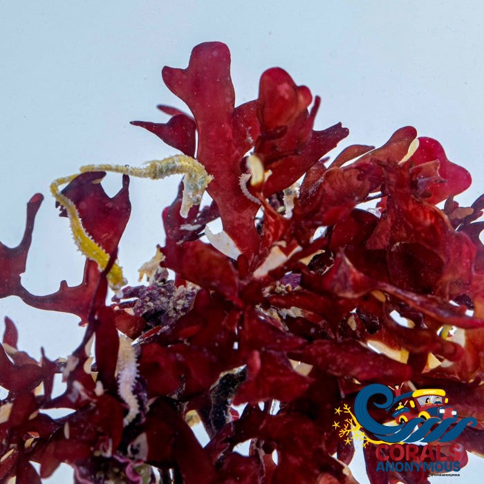 Queen of Hearts Macroalgae