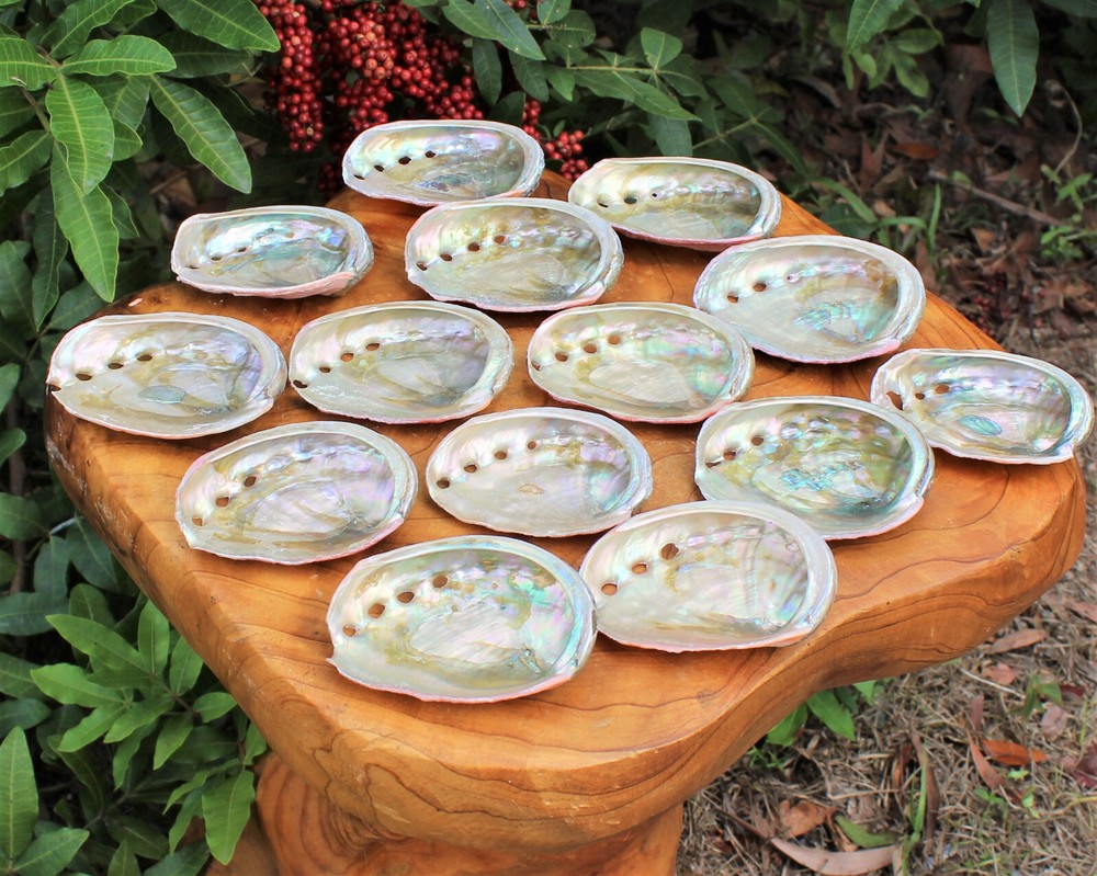Mini Smudge Kit: White Sage Leaves, Abalone Shell, Smudging Feather & Stand