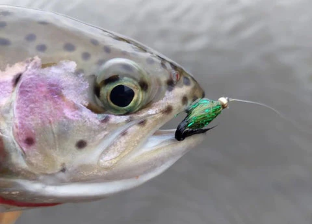 Upavon Green Flash Dragonfly Straggle Hackle