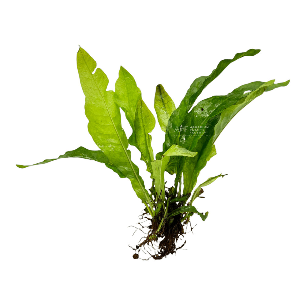 Java Fern Latifolius | Aquarium Plants Factory®