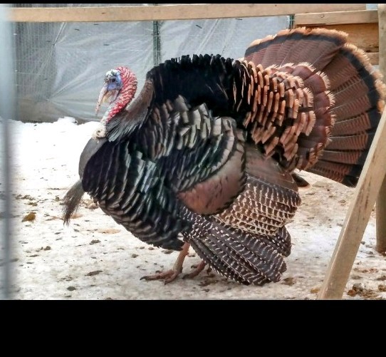 12 Eastern Wild Turkey Hatching Eggs