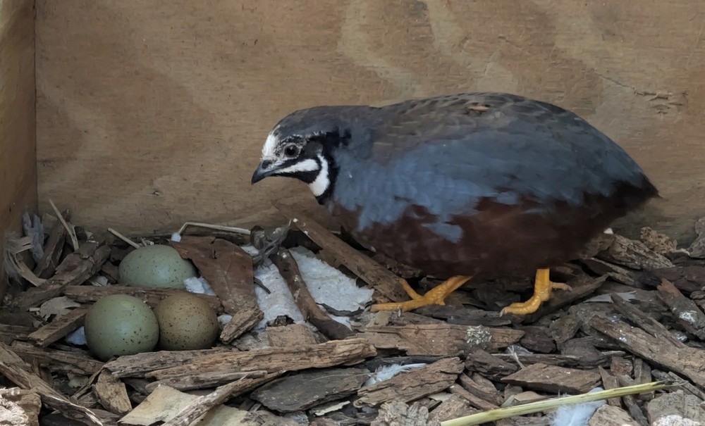 18+2 Button Quail Hatching Eggs
