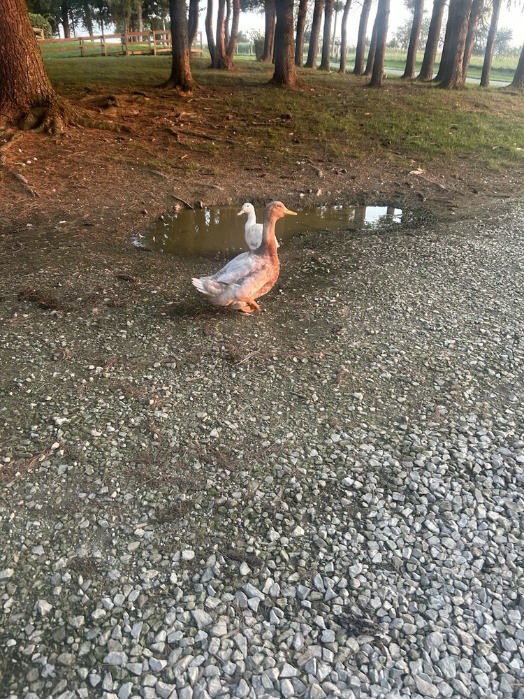 12+ Duck Fertilized Hatching Eggs Mixed Colors
