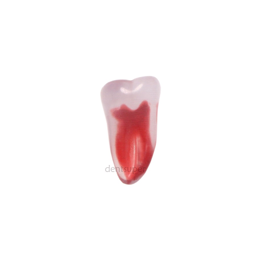 Dental Training 3D RCT Endo Tooth Model Practice Model Curved Root Resin Teeth