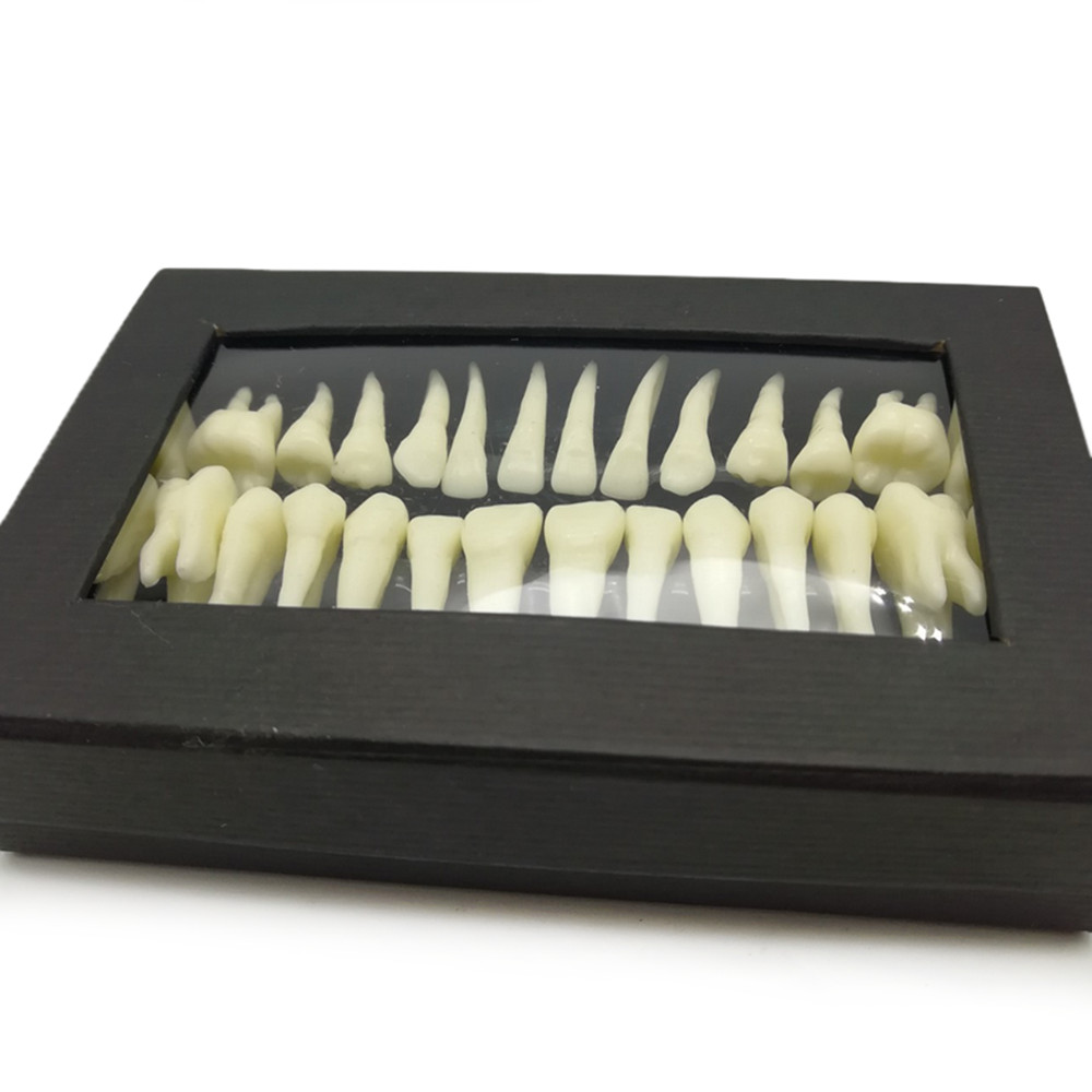 28Pcs Dental 1:1 Permanent Teeth Demonstration Teach Study Tooth Model 7008#