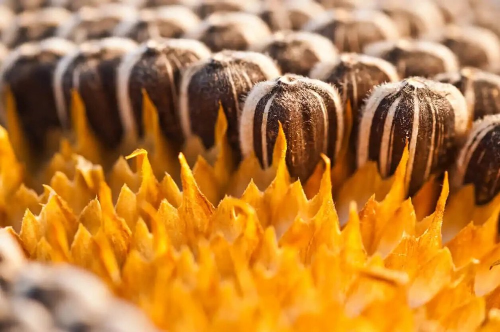 Pasteurized Organic Sunflower Seeds / 1KG
