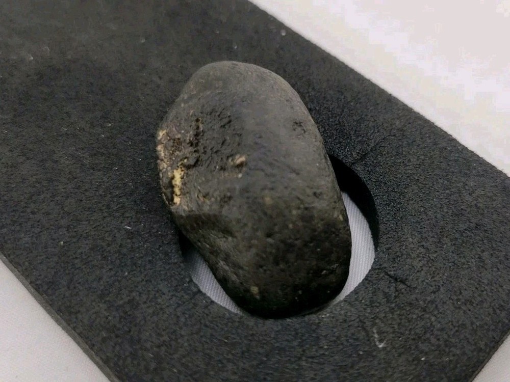 Real Permineralized Reptile Egg Fossil Lizard 🦎
