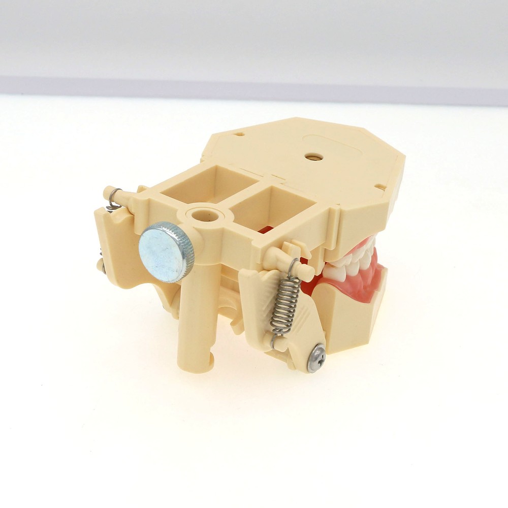 Frasaco AG3 Compatible Typodont 32 Type Screw-In Teeth & Restorative Simulation