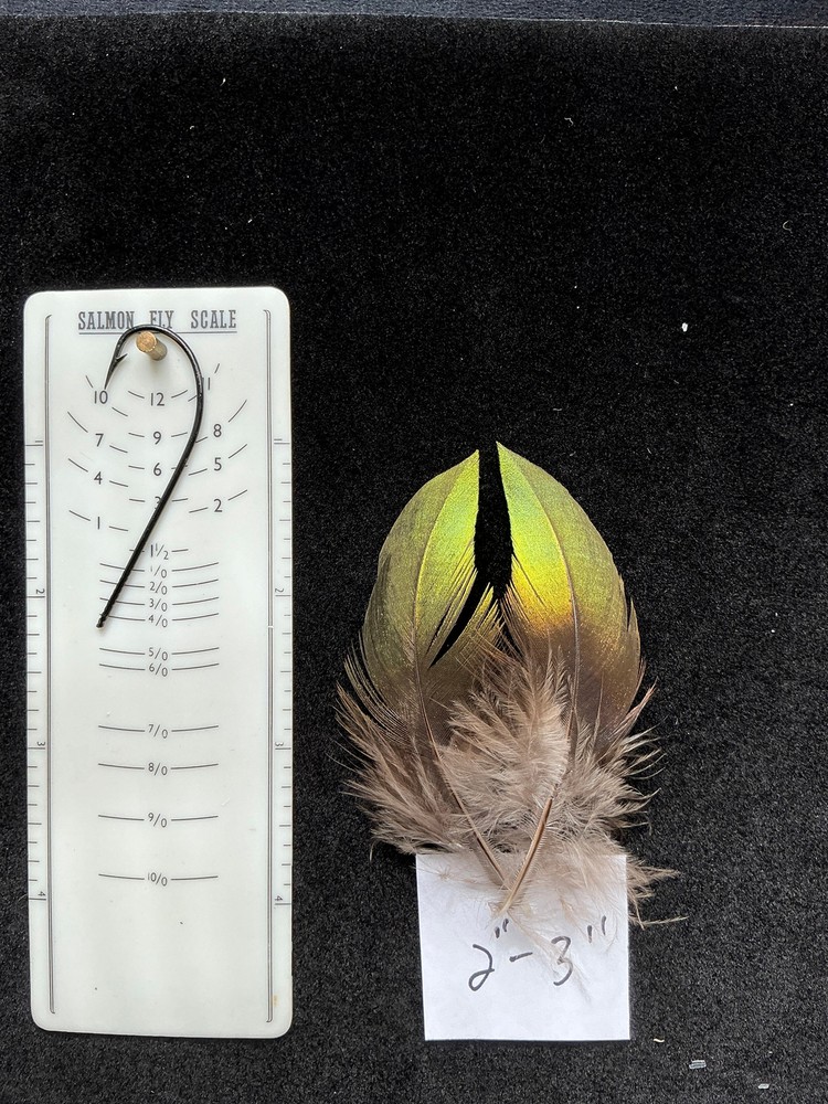 Monal Impeyan Pheasant feathers