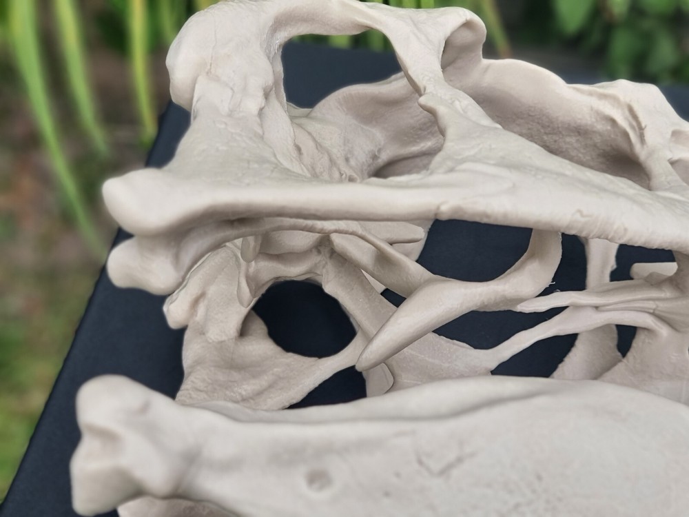 Utahraptor Life-size Dinosaur Replica Skull