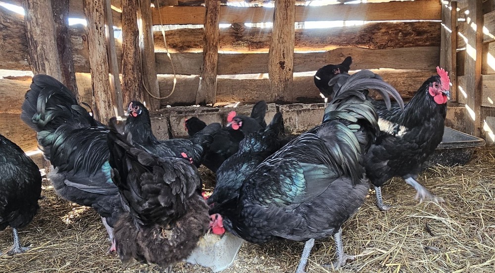 12 Australorp Chicken Hatching Eggs