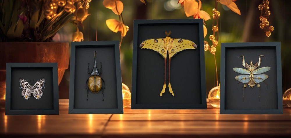 Real Luna Moth Display: Gothic Red Heart, Sage Green Frame
