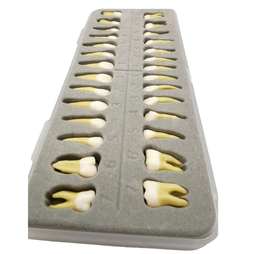 28 Resin Dental Permanent Teeth Study Tooth Model Discrete With Root Simulation