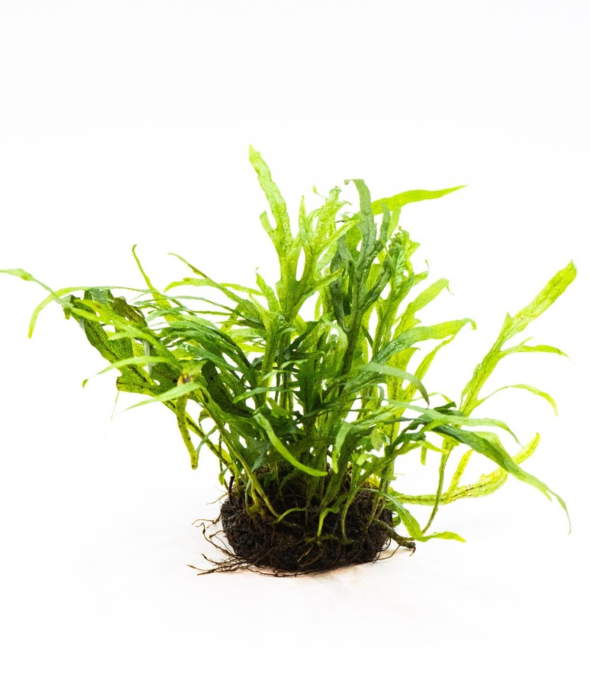 Java Fern 'Trident' – Live Aquarium Plant on Nutripad