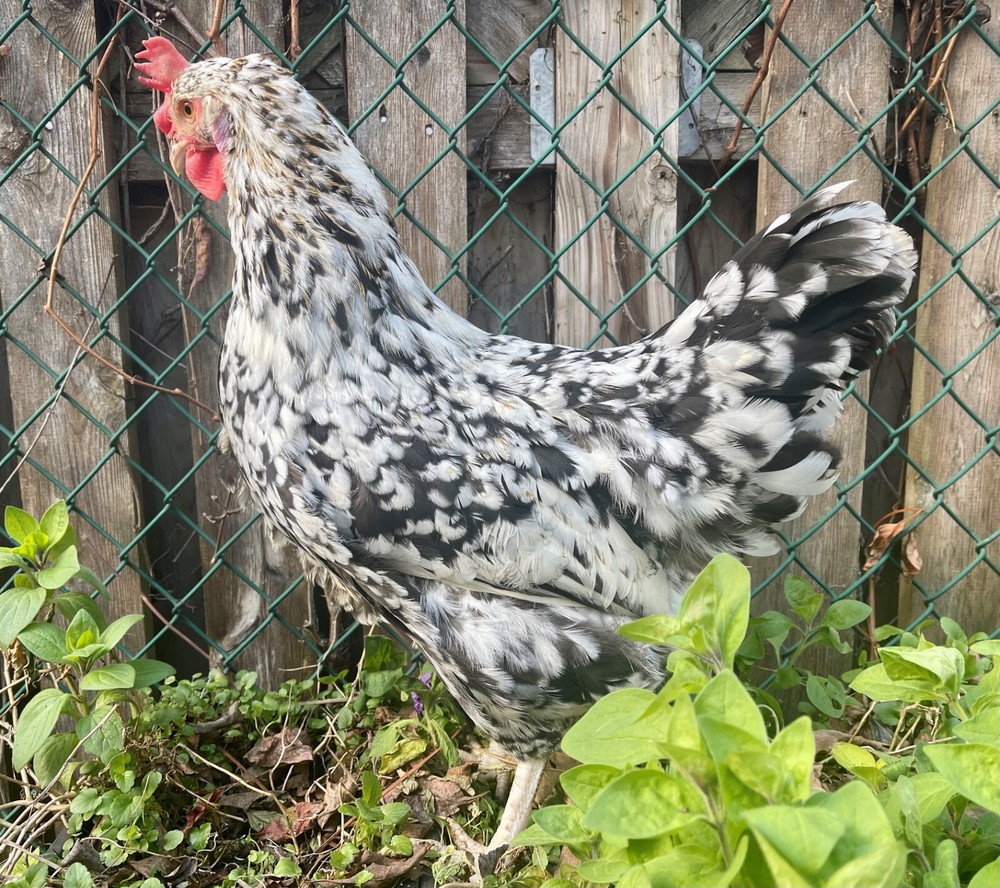 SWEDISH FLOWERS 100% PURE TYPE ( 6 ) HATCHING EGGS