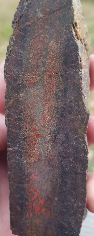 Agatized Dinosaur Gem Bone Natural Red Multicolor Roughcut 433g Specimen Cab Lap