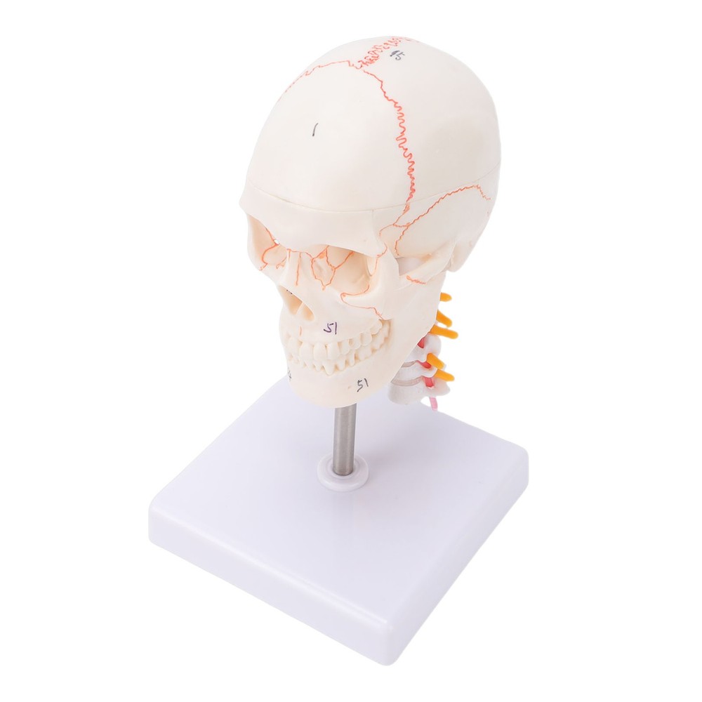1/2 Skull With Cervical Spine & Brain Teaching Display Model