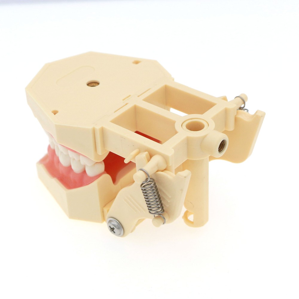 Frasaco AG3 Compatible Typodont 32 Type Screw-In Teeth & Restorative Simulation