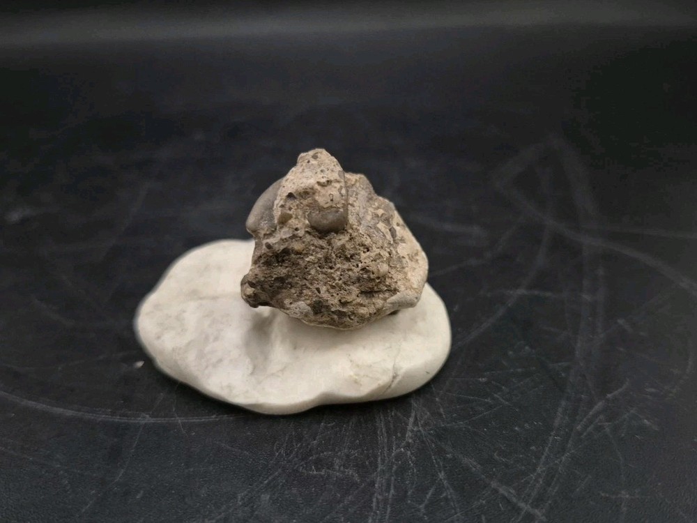 Real Fossil Dinosaur Egg Embro Permineralized Uv Reactive
