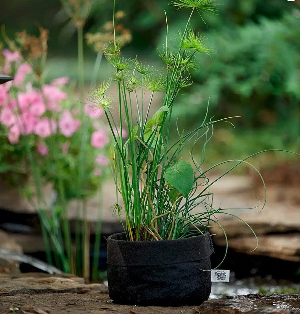 Smart Pot Pond-Pots #2 (2 gallon)