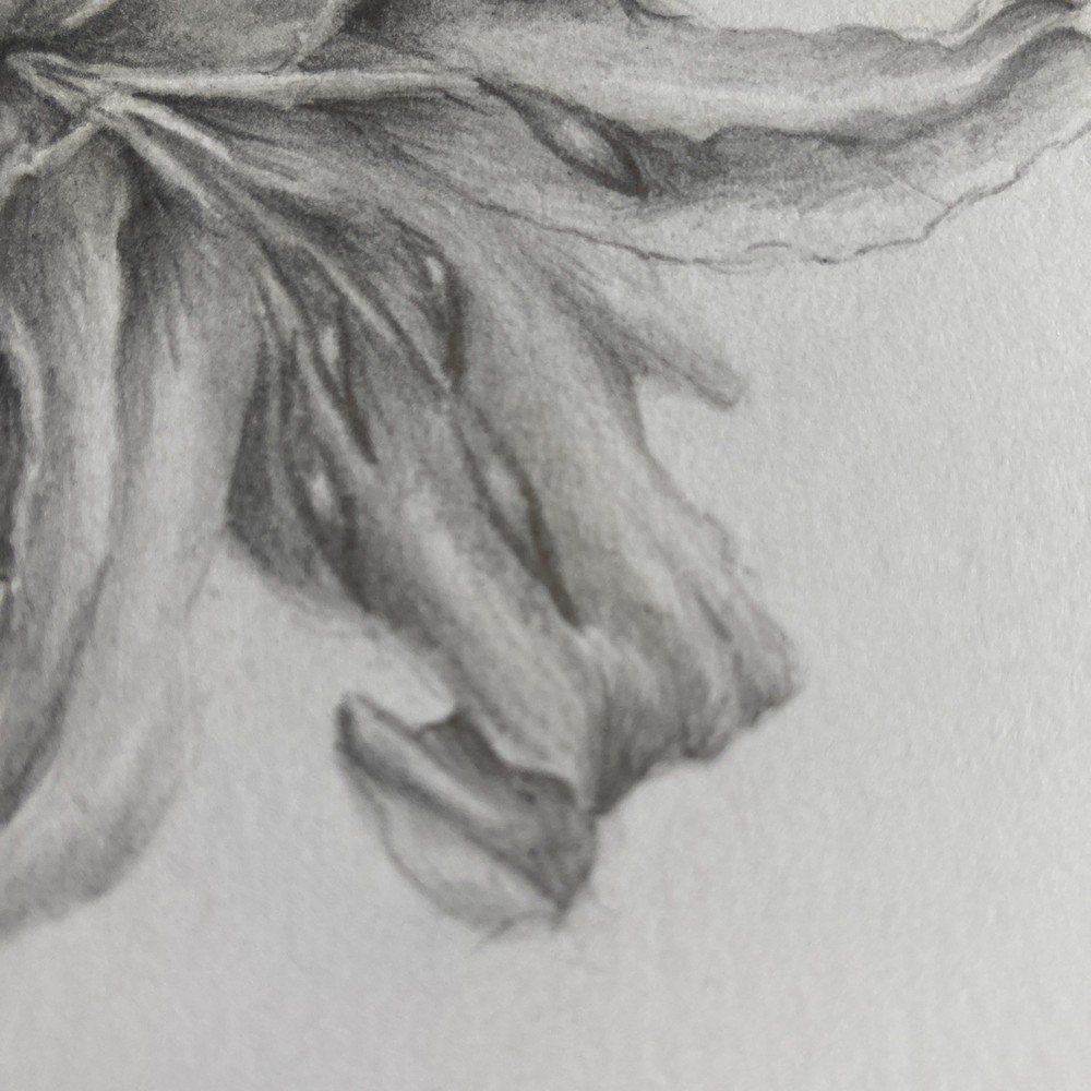 Original Artwork Botanical Flower Lily Graphite Pencil Drawing