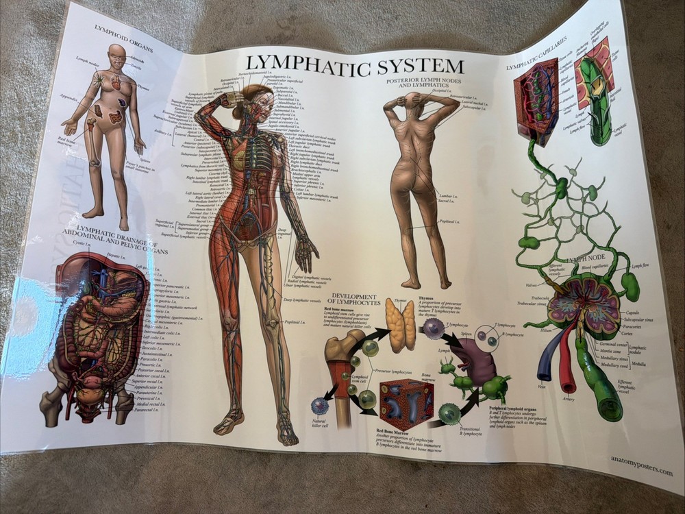 Lymphatic System Anatomy Chart 2-sided 26.5”x16.5”
