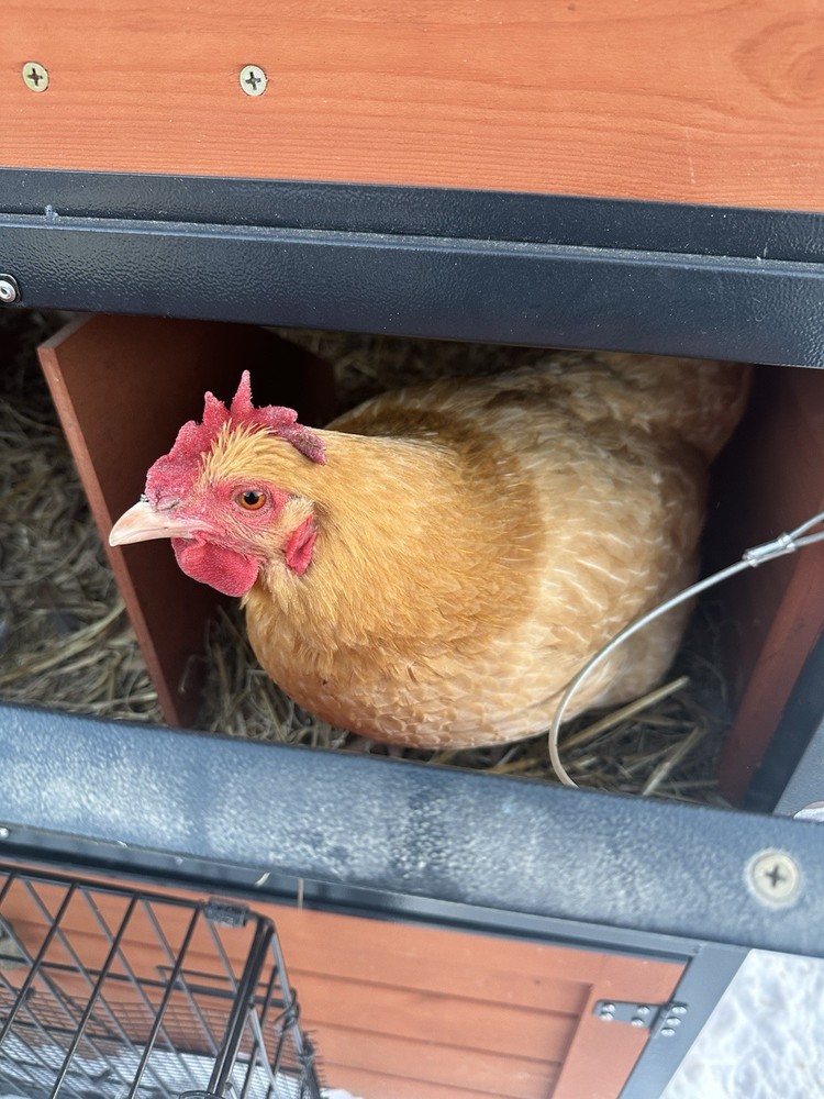 12 Assorted Hatching Eggs, EASTER EGGER, BCM, LAVENDER ORPINGTON, ETC.