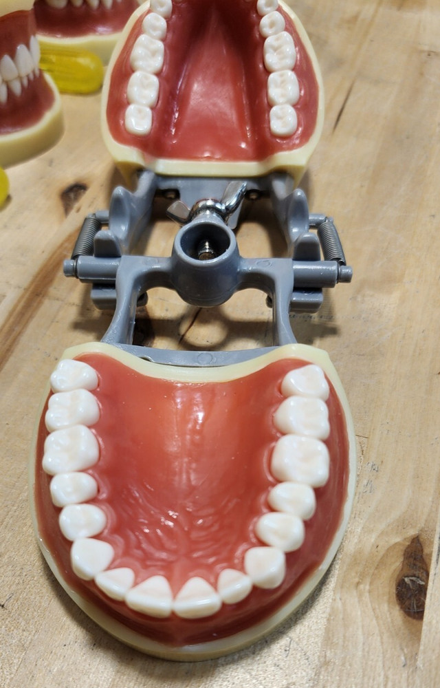 Dental Form w/ Removable Teeth Typodont Dentoforms (Qty 4)